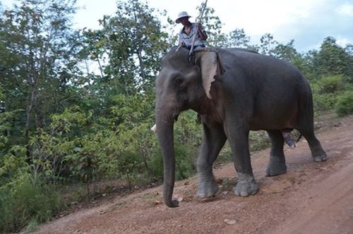 Một con voi đực ở Đắk Lắk bị cưa mất một phần ngà voi (Ảnh: N.Nga)