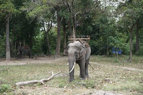 Cách đây bốn tháng, con voi này ở Vườn quốc gia Yok Don bị cưa trộm mất ngà voi, nay đã hồi phục lại sức khỏe (Ảnh: N.Nga)
