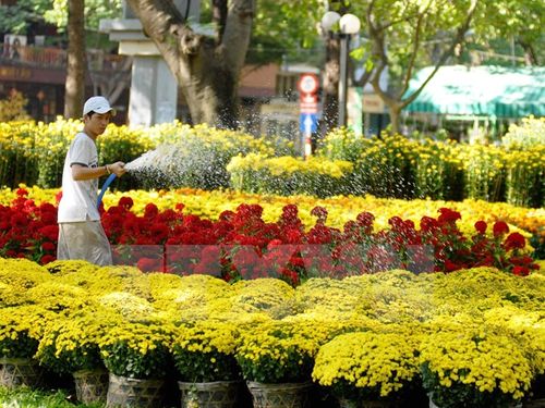 Hoa và cây cảnh phục vụ dịp Tết tại chợ hoa ở Thành phố Hồ Chí Minh (Ảnh: Mạnh Linh/TTXVN)