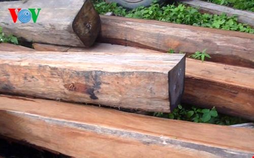 Rừng phòng hộ tại Bình Thuận liên tục bị phá