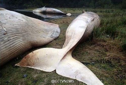 Xác cá voi dạt vào bờ biển (Nguồn: CCTV)