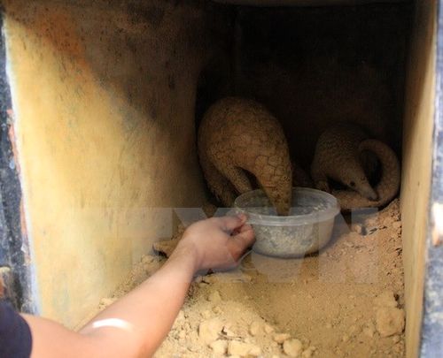 Ảnh minh họa: Ninh Đức Phương/TTXVN