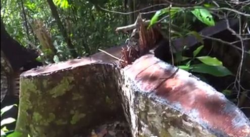 Hiện trường vụ chặt gỗ trái phép trong rừng Bà Nà- Núi Chúa.