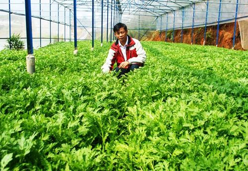 Ông Nguyễn Lam Sơn và vườn rau được sản xuất tiêu chuẩn VietGAP (Ảnh: Duy Hậu)