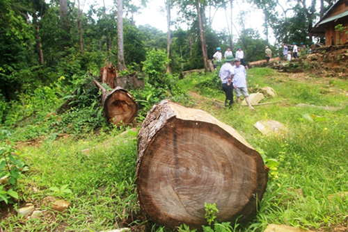 Tàn phá rừng ở rừng phòng hộ Sông Tranh, Bắc Trà My, Quảng Nam.