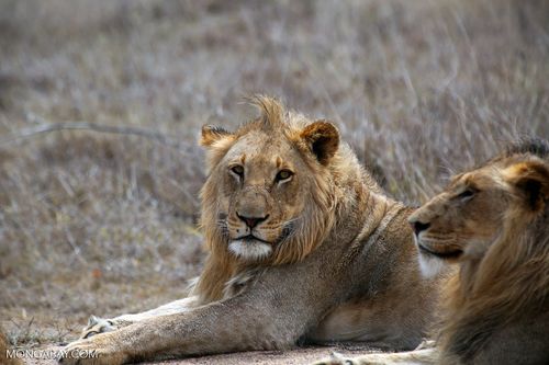 Sư tử ở Nam Phi (Ảnh: Rhett Butler)