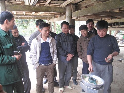 Mô hình nuôi giun quế để phát triển chăn nuôi gia cầm, thủy sản do Dự án Quản lý và sử dụng đất có sự tham gia hỗ trợ, xây dựng