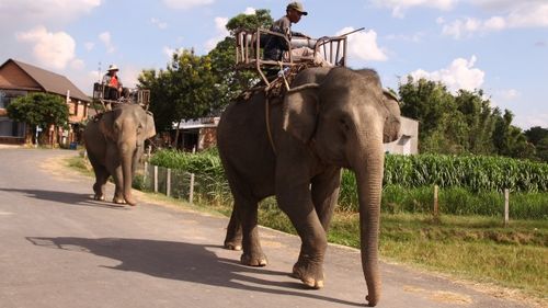 Cưỡi voi tham quan, ngắm cảnh, một dịch vụ du lịch hấp dẫn ở Đác Lắc hiện nay