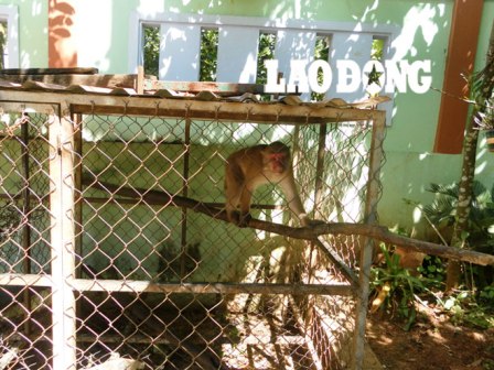 Một cá thể khỉ mặt đỏ bị nuôi nhốt trái phép