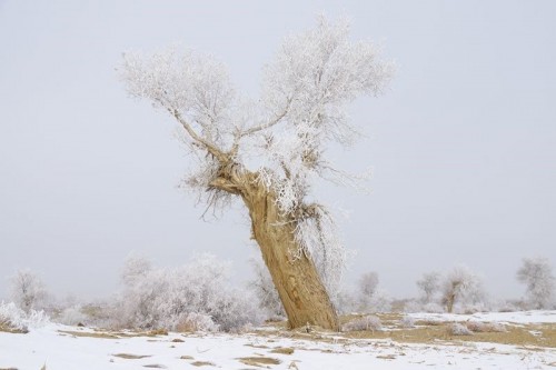 Cây chi dương, hay còn được biết tới là cây dương sa mạc, từng thu hút rất nhiều sự chú ý vào mùa Thu khi chuyển lá vàng thì tiếp tục trở thành tâm điểm vào mùa Đông (Nguồn: CCTVNews)