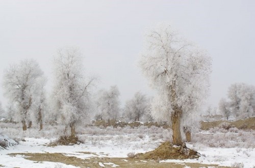 Những bức ảnh này được chụp tại Aksu, Tây Bắc của Trung Quốc đã phủ một màu trắng của sương muối (Nguồn: CCTVNews)