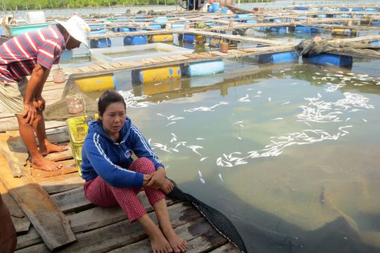 Dân nuôi cá lồng bè trên sông Cái (Biên Hòa, Đồng Nai) thẫn thờ vì cá chết trắng.