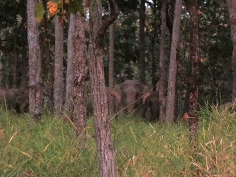 Quay phim đàn voi rừng nhằm phục vụ cho nghiên cứu khoa học (Ảnh: Đức Huy)