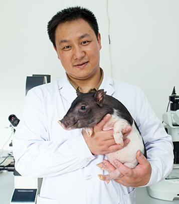 Một kỹ thuật viên của Viện nghiên cứu Hệ Gene Trung Quốc (BGI) đang ôm một chú lợn có bộ gene đã được chỉnh sửa bằng các enzyme TALEN (Ảnh: Nature)