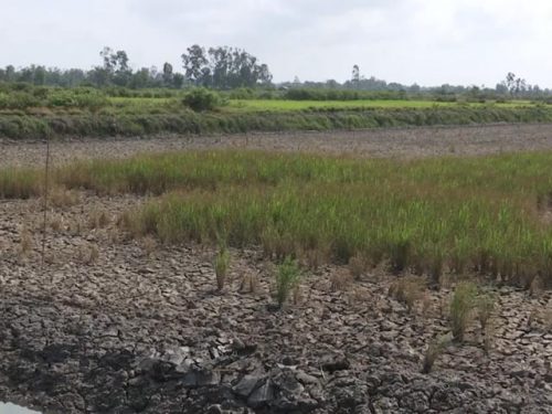 Những cánh đồng lúa xơ xác vì hạn mặn ở huyện Phước Long, Bạc Liêu (Ảnh: Tấn Phong)