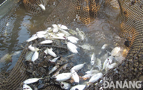 Cá trên sông Nam Ô 1 chết hàng loạt