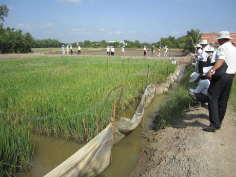 Nhà nông tham quan mô hình lúa chịu mặn trên ao tôm ở huyện Cần Đước,  Long An.  Ảnh:  H.X