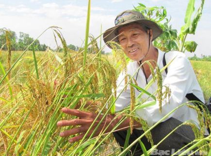  PGS-TS Võ Công Thành kiểm tra ruộng lúa sỏi.  Ảnh:  T.Đ