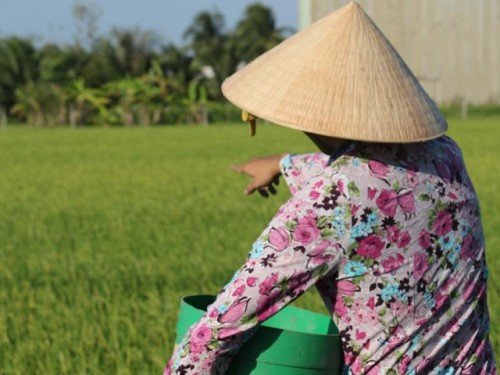 Nông dân xã Long Hậu, huyện Lai Vung, Đồng Tháp dùng xi măng bón lúa thay phân (Ảnh: Kỳ Phương)