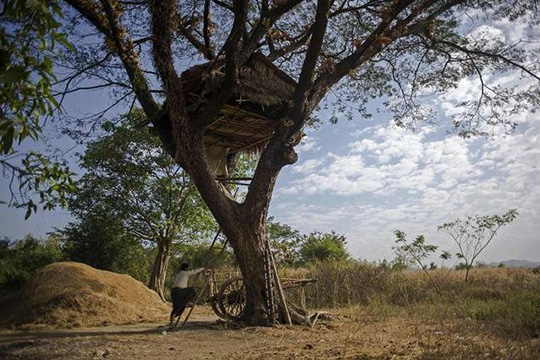 Dân làng Kyat Chuang trên những ngôi nhà làm từ tre, gỗ để tránh bầy voi dữ.