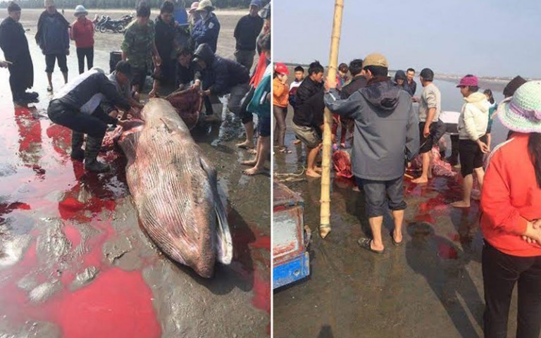 Nam Định: Xôn xao “cá Ông” gần 1 tấn bị xẻ thịt