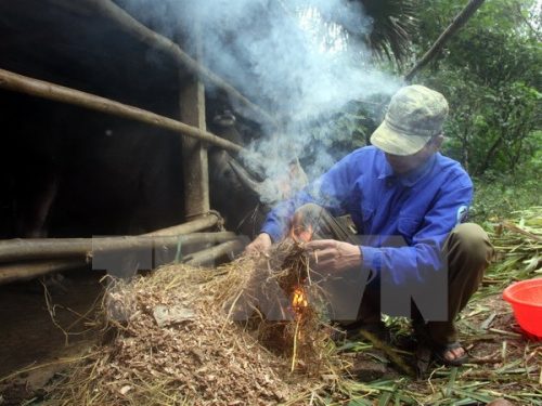 Đốt lửa sưởi ấm cho gia súc khi nhiệt độ xuống thấp (Ảnh minh họa: Quang Cường/TTXVN)