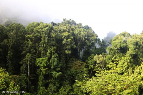 Rừng nhiệt đới ở Sabah, Malaysia (Ảnh: Rhett A. Butler)