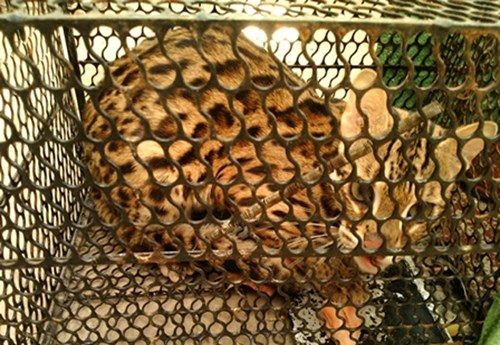 Con mèo lạ bị dính bẫy chuột 