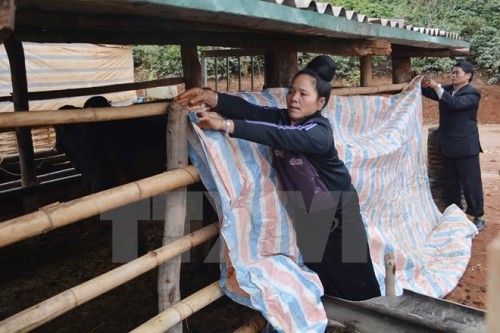 Người dân bản Tò Lọ, xã Chiềng Đen, thành Phố Sơn La, căng bạt che kín chuồng trại chống rét cho gia súc (Ảnh: Công Luật/TTXVN