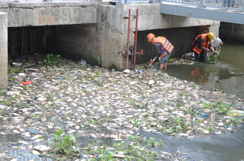 Một lần cá chết trên kênh Nhiêu Lộc - Thị Nghè (Ảnh: Cao Thăng)