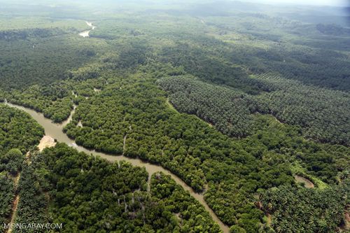 Dầu cọ xen lẫn rừng ngập mặn tại Borneo. (Ảnh: Rhett Butler)