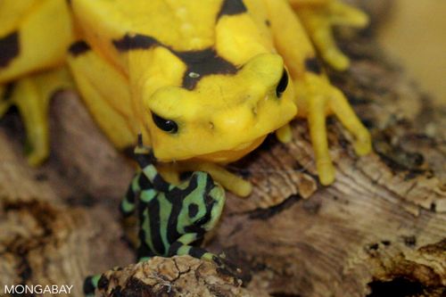 Loài ếch vàng Panama được tuyên bố "tuyệt chủng trong tự nhiên" theo danh sách Đỏ của IUCN. (Ảnh: Rhett A. Butler)