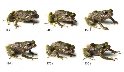 6 giai đoạn biến đổi của một chú ếch mưa từ 0s đến 330s. (Ảnh: Tạp chí Zoological)