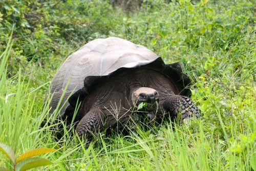 Loài rùa phía đông đảo Santa Cruz. (Ảnh: Wikimedia Commons CC BY-SA 2.0)