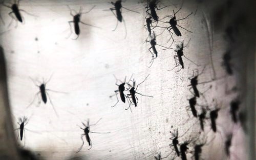 Virus Zika thuộc họ virus Flaviviridae, lây nhiễm qua trung gian truyền bệnh là muỗi Aedes aegypti, cũng là loài gây bệnh suốt xuất huyết.
