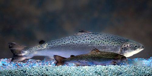 Cá hồi Atlantic biến đổi gen lớn hơn hẳn cá hồi  tự nhiên ở cùng độ tuổi (Ảnh: AquaBounty Technologies)
