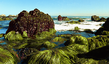 Rong biển phát triển nhanh hơn gấp 30-60 lần so với các loài cây trồng trên đất liền, có thể hấp thụ được rất nhiều CO2. (Ảnh: riaus.org.au)