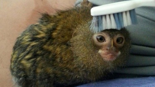 Đây được coi là loài khỉ nhỏ nhất thế giới.(Nguồn: CCTV)