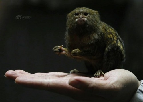 Loài khỉ này có tên khoa học là Pygmy marmoset. (Nguồn: CCTV)