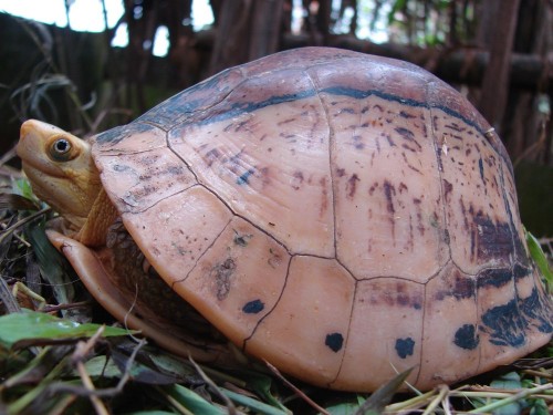 Chương trình nghiên cứu sinh thái và bảo tồn rùa tại Vườn Quốc gia Cúc Phương được thành lập từ năm 1998. (Ảnh: TCC cung cấp)