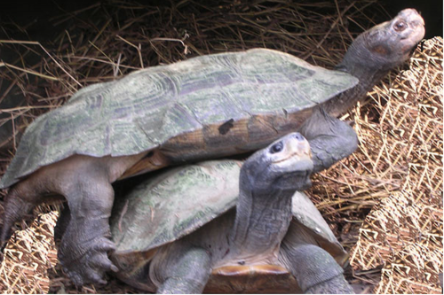 Ngoài ra, nghiên cứu sinh thái và bảo tồn Rùa cũng đã cho sinh sản thành công 15 loài trong điều kiện nuôi nhốt. (Ảnh: TCC cung cấp)