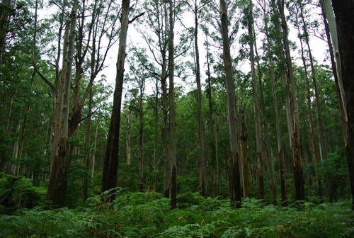 Rừng nguyên sinh Dandenong thuộc bang Victoria, cách thành phố Melbourne khoảng 38km về phía Đông (Ảnh: noordinarynomad)