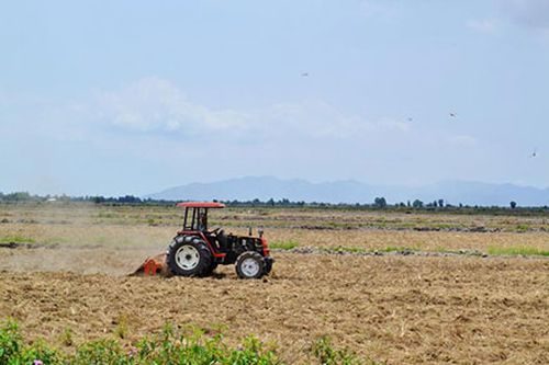 Nhiều cánh đồng khô cứng ngay giữa mùa lũ năm 2015