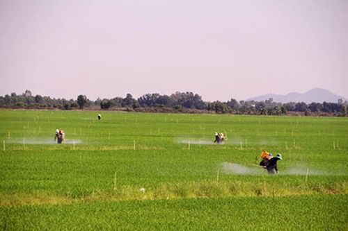 Thời tiết cực đoan, lũ thấp và tạp quán bón nhiều phân đạm... đã làm gia tăng áp lực sâu bệnh tấn công lên cây lúa Đông xuân 2015-2016