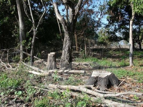 Rừng phòng hộ Dầu Tiếng tại đảo Nhím bị tàn phá nặng nề (Ảnh: Phạm Thanh Tân/TTXVN)
