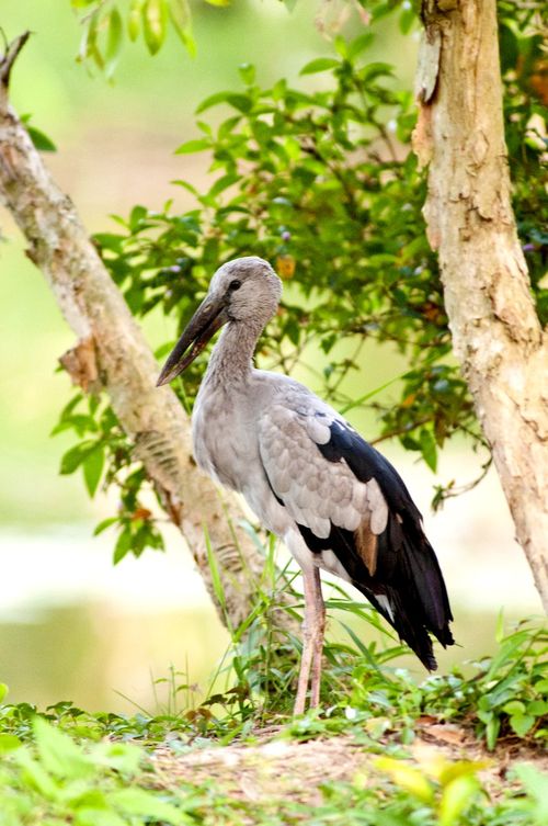 Cò ốc (cò nhạn) (Ảnh: Hoàng Minh Đức)