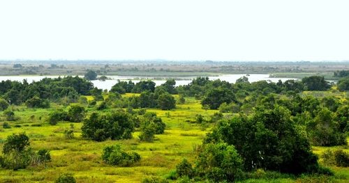 Đồng cỏ ngập nước theo mùa xen lẫn tràm; Trần Văn Thắng