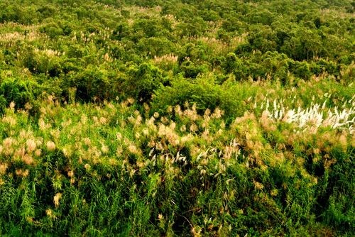 Rừng tràm xen lẫn sậy; Trần Văn Thắng