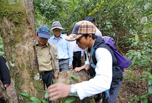 Anh Ha Quyn (xã Đa Sar, Lạc Dương) giới thiệu về cây thông đỏ - một trong những loại lâm sản quý hiếm được bảo vệ nghiêm ngặt.