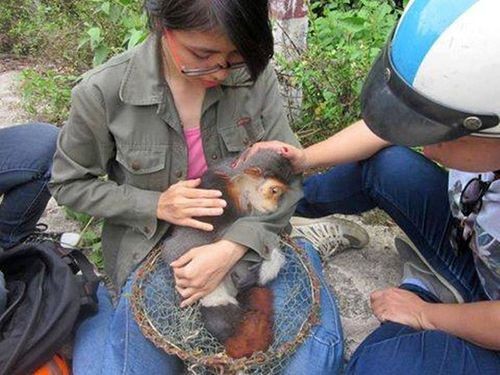 Một con vooc bị dính bẫy thợ săn ở rừng bán đảo Sơn Trà được phát hiện để trả lại rừng